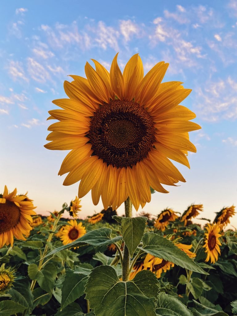 a close-up of a tall sunflower, in a field of sunflowers